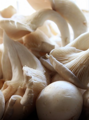champignons mushrooms (1600x1019)